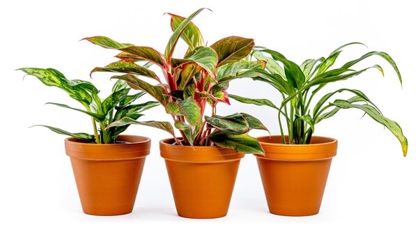 Aglaonema mix, průměr 12-14 cm Aglaonema, Spící panna