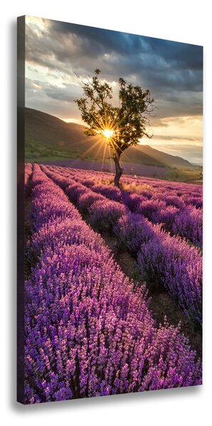 Vertikální Foto obraz canvas Pole levandule ocv-67085325