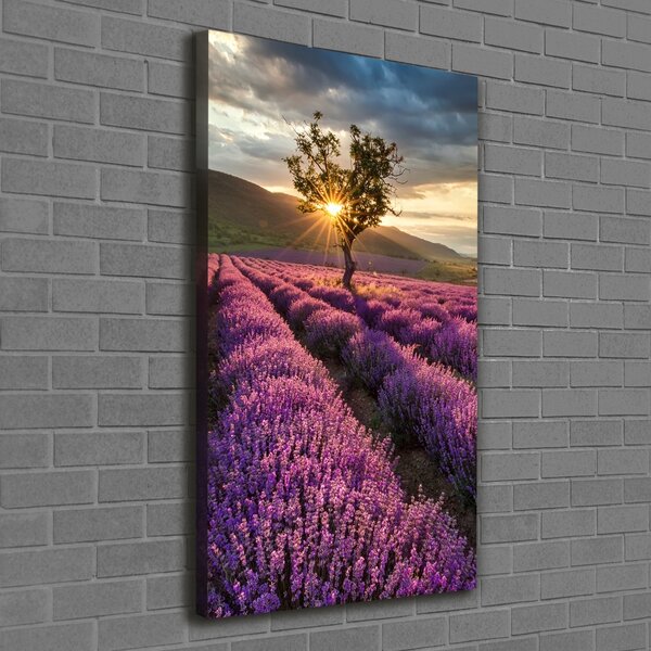 Vertikální Foto obraz canvas Pole levandule ocv-67085325
