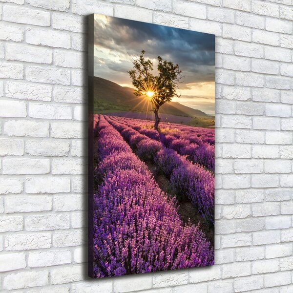Vertikální Foto obraz canvas Pole levandule ocv-67085325