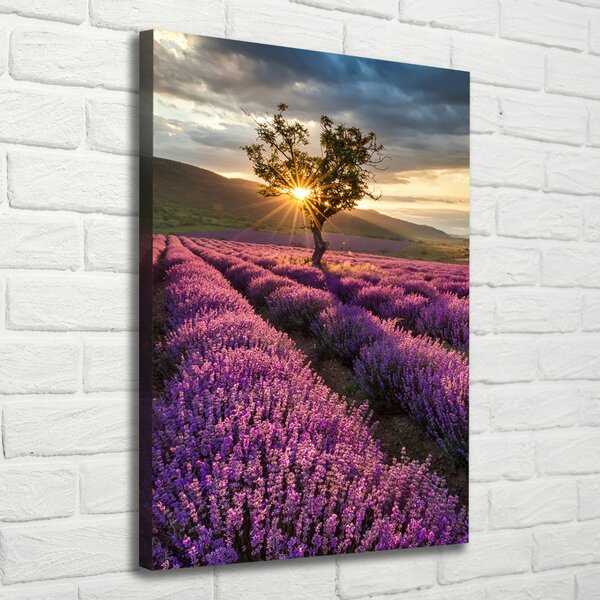 Vertikální Foto obraz canvas Pole levandule ocv-67085325
