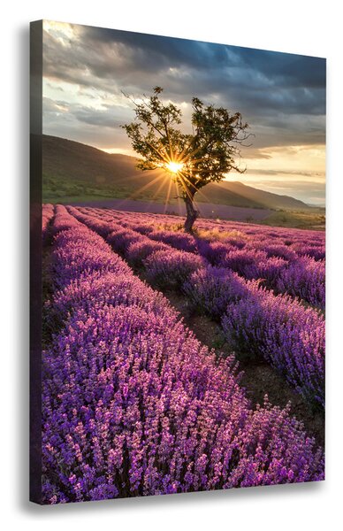 Vertikální Foto obraz canvas Pole levandule ocv-67085325