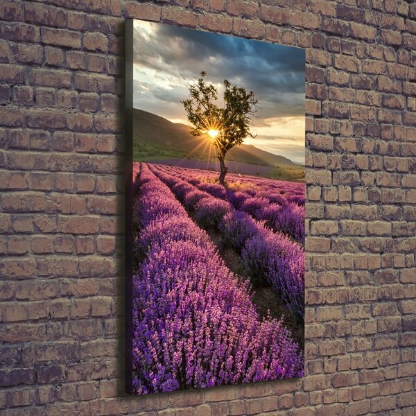 Vertikální Foto obraz canvas Pole levandule ocv-67085325