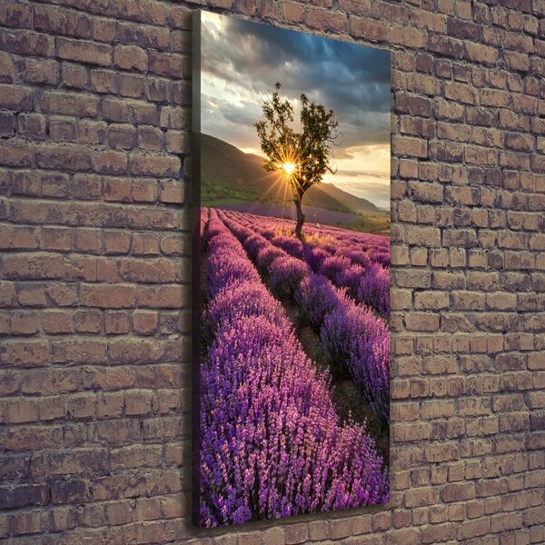 Vertikální Foto obraz canvas Pole levandule ocv-67085325