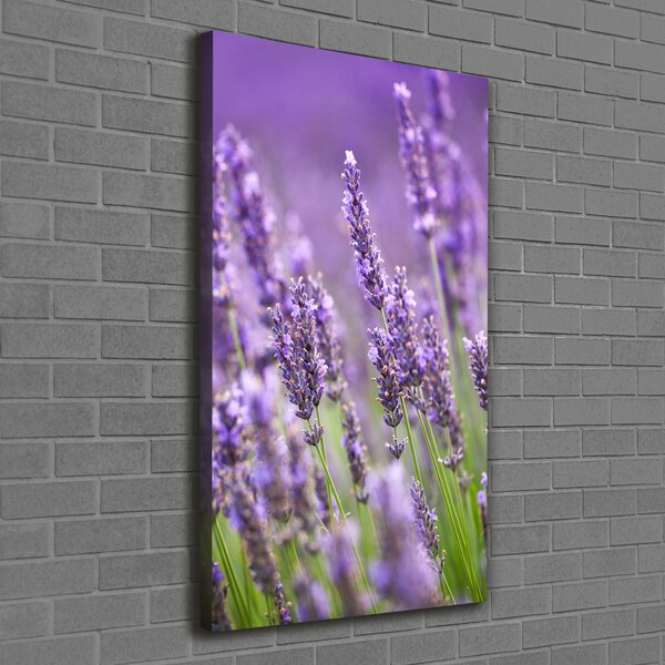 Vertikální Foto obraz canvas Pole levandule ocv-67144915