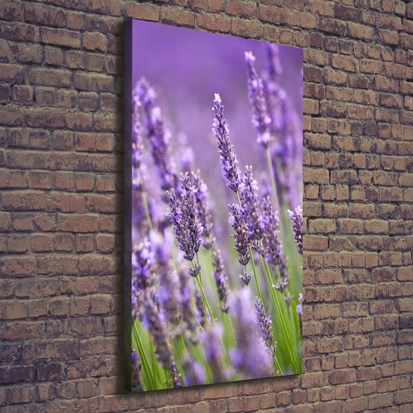 Vertikální Foto obraz canvas Pole levandule ocv-67144915