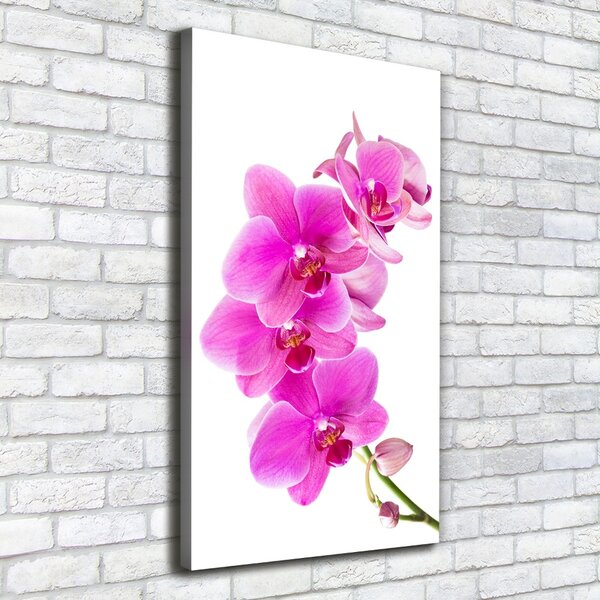 Vertikální Foto obraz na plátně Růžová orchidej ocv-67673367
