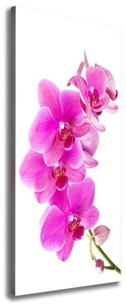 Vertikální Foto obraz na plátně Růžová orchidej ocv-67673367