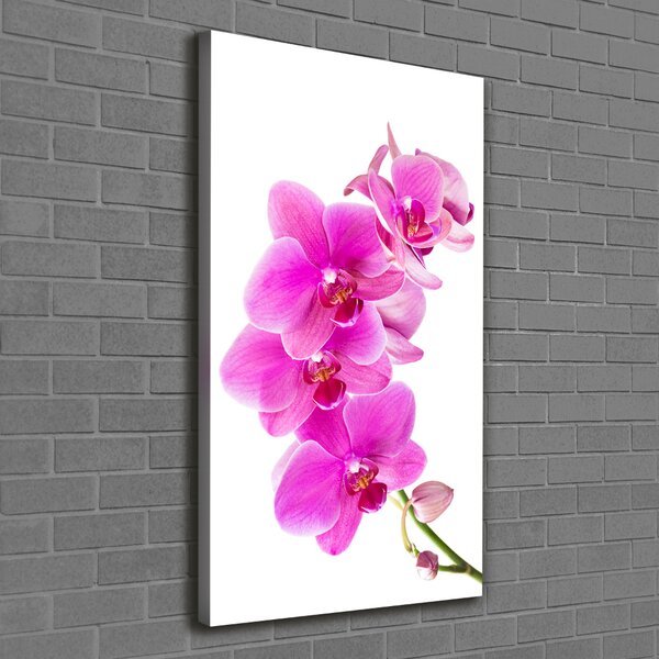 Vertikální Foto obraz na plátně Růžová orchidej ocv-67673367