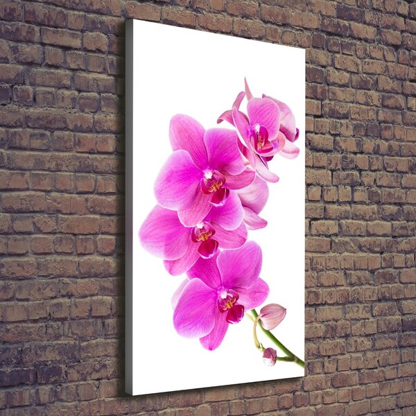 Vertikální Foto obraz na plátně Růžová orchidej ocv-67673367