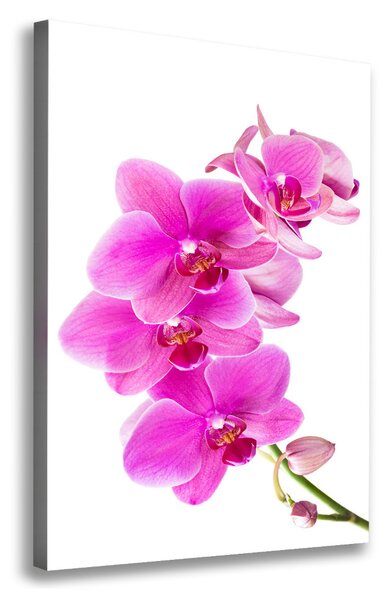 Vertikální Foto obraz na plátně Růžová orchidej ocv-67673367