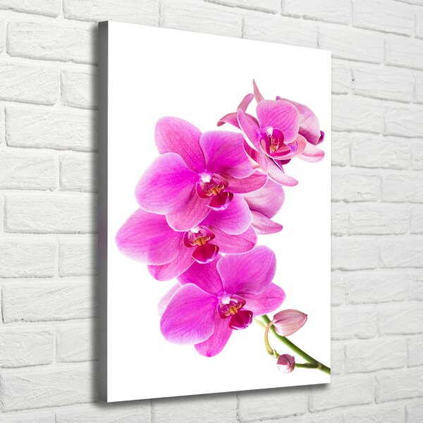 Vertikální Foto obraz na plátně Růžová orchidej ocv-67673367