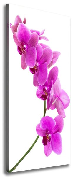 Vertikální Foto obraz na plátně Růžová orchidej ocv-67691978