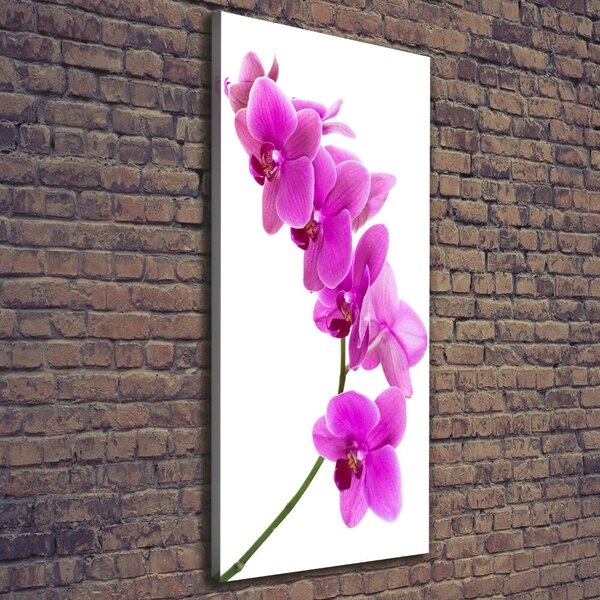 Vertikální Foto obraz na plátně Růžová orchidej ocv-67691978
