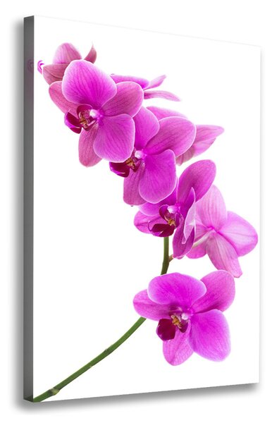 Vertikální Foto obraz na plátně Růžová orchidej ocv-67691978