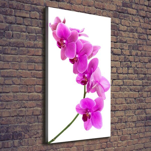 Vertikální Foto obraz na plátně Růžová orchidej ocv-67691978