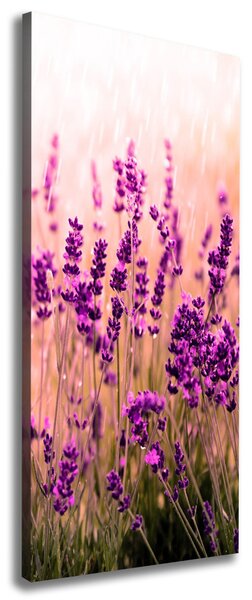 Vertikální Foto obraz canvas Pole levandule ocv-67946318