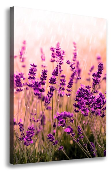 Vertikální Foto obraz canvas Pole levandule ocv-67946318