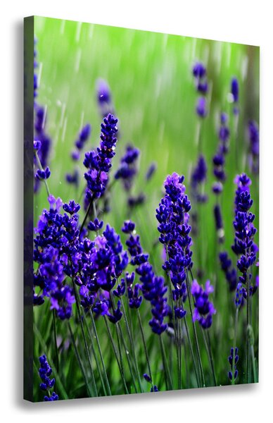Vertikální Foto obraz canvas Pole levandule ocv-68986983