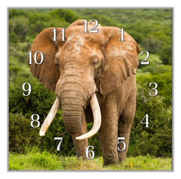 Nástěnné hodiny 30x30cm slon Africký - plexi