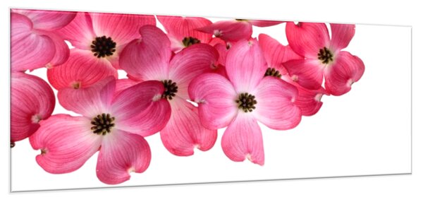 Obraz skleněný růžové květy na bílém pozadí - 30 x 60 cm
