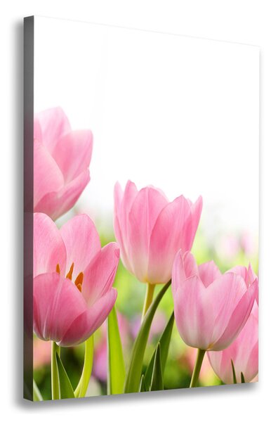 Vertikální Foto obraz na plátně Růžové tulipány ocv-76412458