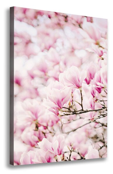 Vertikální Foto obraz na plátně Květy magnolie ocv-81680689