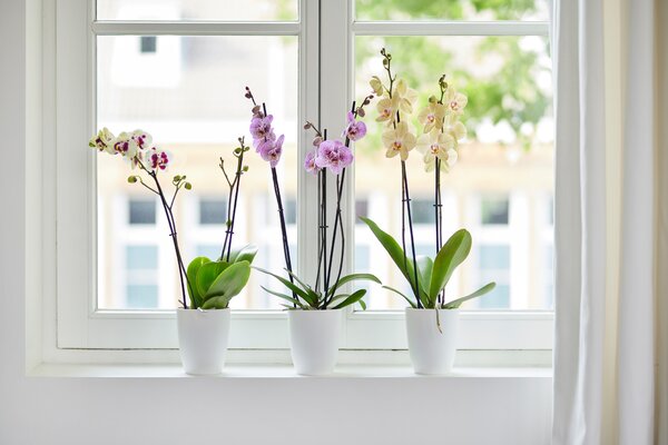 Obal Brussels Orchid High 12,5 cm, bílá