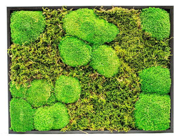 Mechový obraz 30x40 cm kombinovaný mech kopečkový s plochým, černá +