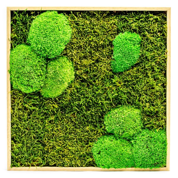 Mechový obraz 35x35 cm kombinovaný mech kopečkový s plochým, přírodní +