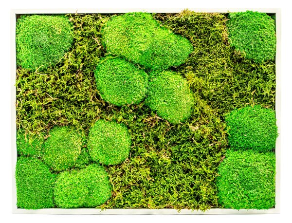 Mechový obraz 30x40 cm kombinovaný mech kopečkový s plochým, bílá +