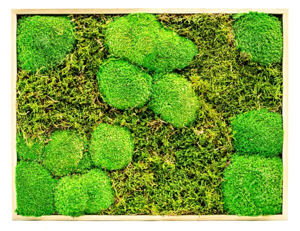 Mechový obraz 30x40 cm kombinovaný mech kopečkový s plochým, přírodní +