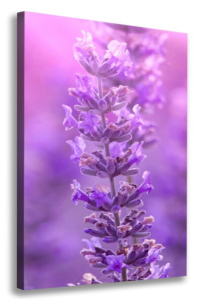 Vertikální Foto obraz canvas Pole levandule ocv-84232090