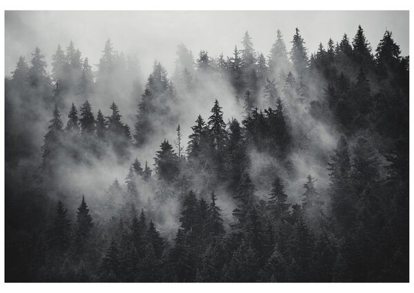 Samolepící fototapeta les v černobílé mlze
