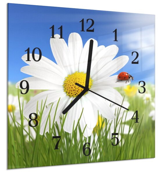 Nástěnné hodiny 30x30cm bílý květ kopretiny a beruškou - plexi