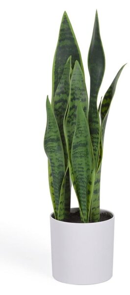Umělá rostlina (výška 55 cm) Sansevieria – Kave Home