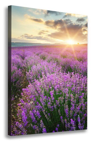 Vertikální Foto obraz canvas Pole levandule ocv-88269062