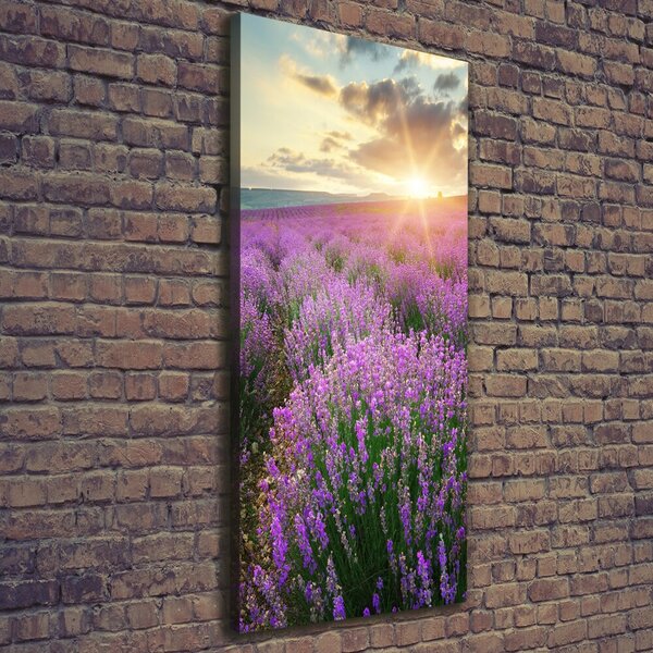 Vertikální Foto obraz canvas Pole levandule ocv-88269062
