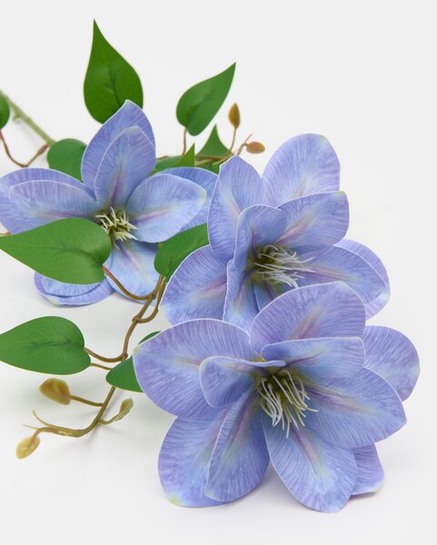 Sinsay - Decorative plant – clematis - modrá