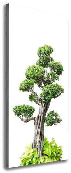Vertikální Foto obraz na plátně Bonsai ocv-88907159