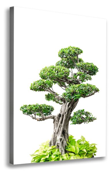 Vertikální Foto obraz na plátně Bonsai ocv-88907159