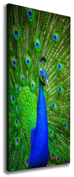 Vertikální Foto obraz canvas Páv ocv-88874077