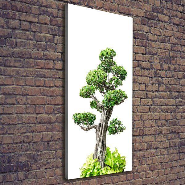 Vertikální Foto obraz na plátně Bonsai ocv-88907159