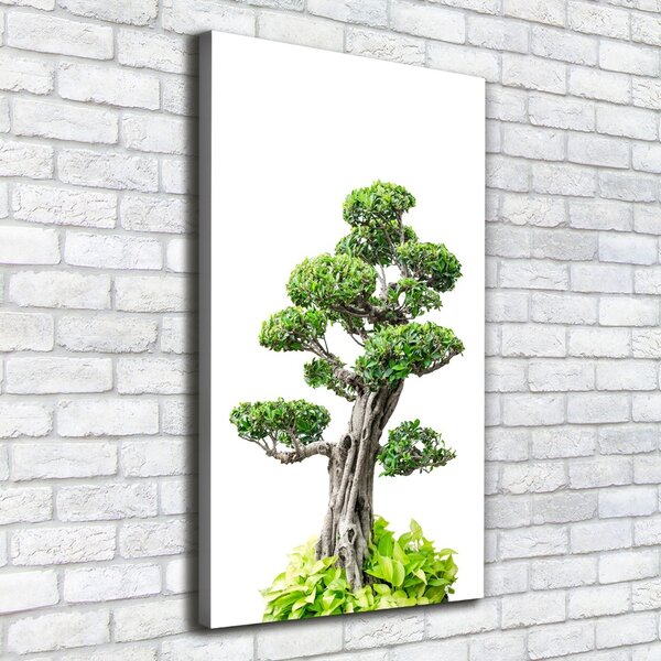 Vertikální Foto obraz na plátně Bonsai ocv-88907159