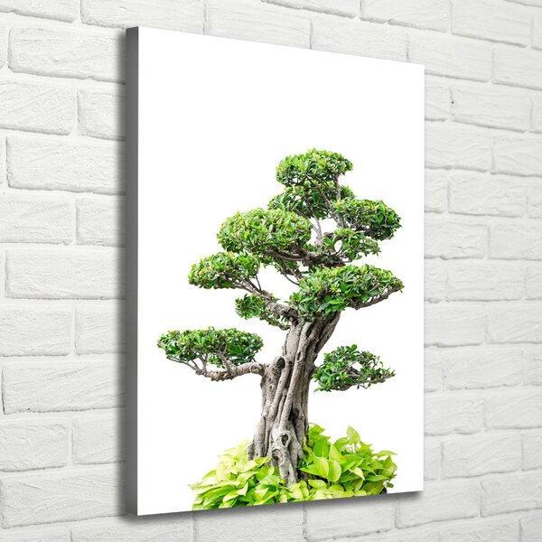 Vertikální Foto obraz na plátně Bonsai ocv-88907159