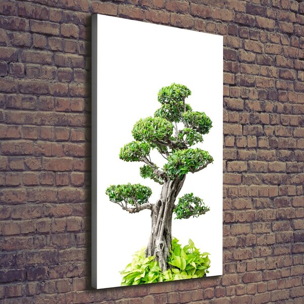 Vertikální Foto obraz na plátně Bonsai ocv-88907159