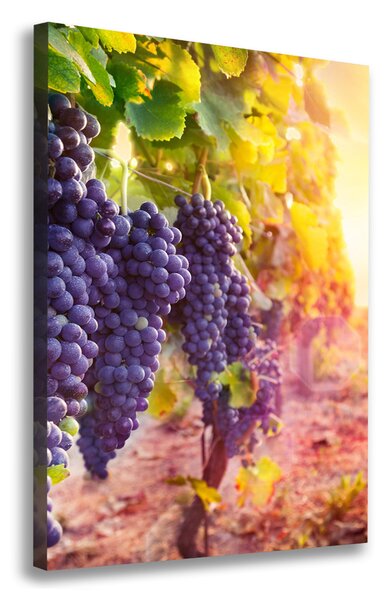 Vertikální Moderní obraz canvas na rámu Vinice ocv-89292664