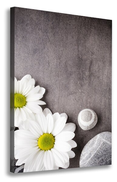 Vertikální Moderní obraz canvas na rámu Gerbera ocv-89978317