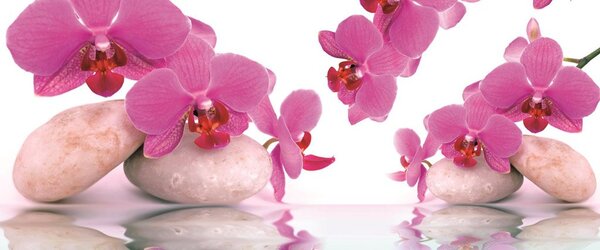 Postershop Fototapeta: Orchidej a kameny - 104x250 cm
