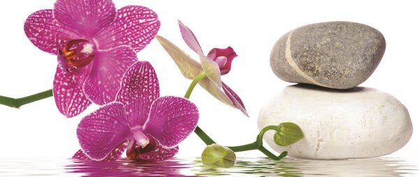 Postershop Fototapeta: Orchidej s kameny - 104x250 cm